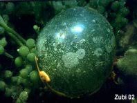 Photograph by alexander vasenin according to wikipedia, valonia ventricosa, also known as bubble algae and sailor's eyeballs, is a species of algae found in oceans throughout the world in tropical and subtropical regions. Marine Plants Algae Zooxanthelles Seagrass Mangroves Starfish Photos Marine Pflanzen Algen Seegras Zooxanthellen Mangroven