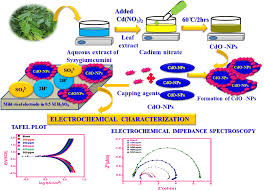 Image result for Endostemon tereticaulis