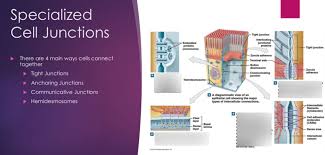 Check spelling or type a new query. Cell Junctions Diagram Quizlet