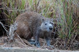 Image result for Habenaria decurvirostris