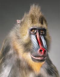 Resultado de imagen de fotos de animales en peligro de extinción