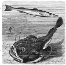 Zeeduivel in de pan, op de bbq of in een heerlijke risotto: Zeeduivel Vis Van Het Jaar 2018 Ilvo Vlaanderen