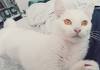 Meet the White Cat Breeds | Petfinder