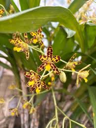 Image result for Ansellia