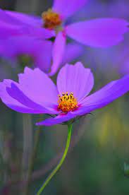 December S Dreams Of Summer Floral Photography Nature Blue And Purple Flowers Cosmos Flowers