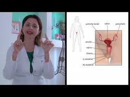 Kadinlarda Orgazm Yrd Doc Dr Secil Gunay Avci Youtube 2020 Youtube Saglik Bakim Saglik