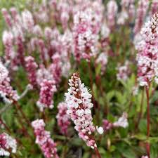 Image result for Buchnera affinis