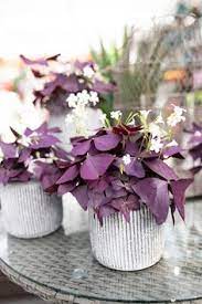 Check spelling or type a new query. 51 Purple House Plants Purple Indoor Plants Ideas In 2021 House Plants Plants Indoor Plants