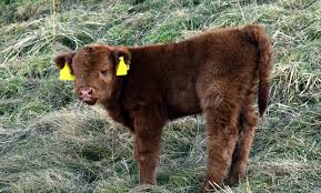 😍😍 sie hat sich auch gleich gut versteckt 😜. Kalb Galloway Rind Kostenloses Foto Auf Pixabay