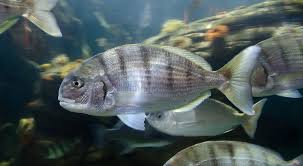 Image result for Rhipidoglossum globulosocalcaratum