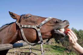 8 Human Foods You Can Share With Your Horse