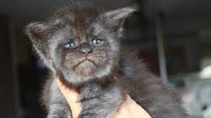Insan Yuzlu Kedi Valkyrie Nin Gelecek Planlari Neler