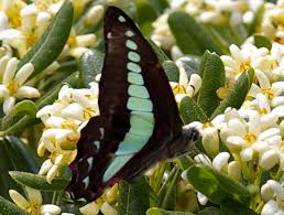 アオスジアゲハ 食べ物
