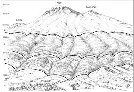 Image result for Cyperus tomaiophyllus