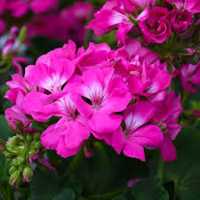 Image result for Geranium