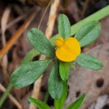 Image result for Stylosanthes