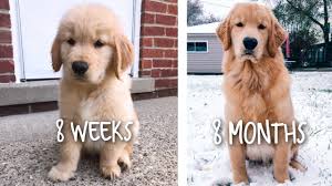 This is also the recommended age to start training. Our Puppy Growing Up 8 Weeks To 8 Months Youtube Puppies Cute Puppy Videos Retriever Puppy