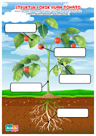 Aktiviti Mengenalpasti Struktur Tumbuh Tumbuhan Anak2u Kindergarten Nursery Management System Plant Leaves Kindergarten Resources Plants