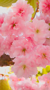 Anime cherry blossom tree wallpaper anime cherry blossom cherry. Cherry Blossom Iphone Hd Wallpaper Pixelstalk Net