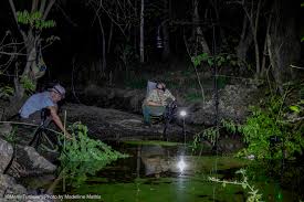 Image result for Acrotome mozambiquensis