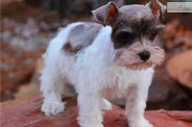 Black And White Miniature Schnauzer Puppies For Sale I M A Little Guy Schnauzer Puppy Miniature Puppies Schnauzer Dogs