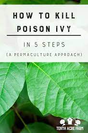 Maybe you would like to learn more about one of these? How To Kill Poison Ivy In 5 Steps Tenth Acre Farm