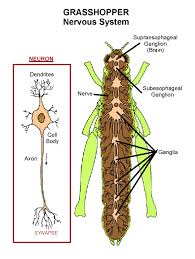 Check spelling or type a new query. Grasshopper Nervous System Nervous Department Of Entomology
