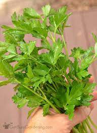 We did not find results for: How To Harvest Parsley With Pictures Planting Herbs Parsley Plant Perennial Herbs