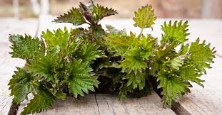 How To Make Nettle Rennet For Cheesemaking Vegetable Rennet Cheesemaking How To Make Cheese