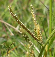 Image result for Streptocarpus montis-bingae