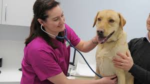 We have been serving central florida since 1993. Chingford Veterinary Surgery Reviews Chingford E4 8ja