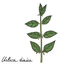 Image result for Urticaceae