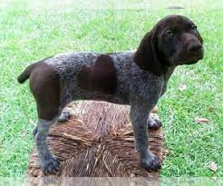 Breeding for all around working ability and. View Ad German Shorthaired Pointer Puppy For Sale Near Alabama Elberta Usa Adn 146634