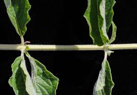 Image result for Hoslundia