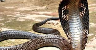 Pin On Venomous