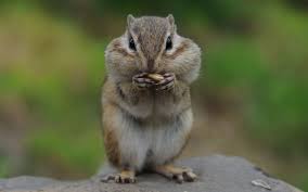 Cute chipmunk my dad captured a picture of eating a peanut he hand fed to her. Free Photo Eating Chipmunk Animal Chipmunk Curious Free Download Jooinn