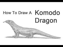 15 gambar sketsa bunga dari pensil yang mudah dibuat; How To Draw A Komodo Dragon Youtube