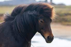 The icelandic horse is as local to this volcanic land as its people. How To Photograph Icelandic Horses Meandering Wild