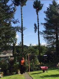 Pin By Rose Pin On Stockport Tree Surgeons Tree Surgeons Tree Tree Service