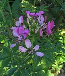 Image result for Cleome houtteana