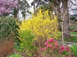 A Forsythia Saga Forsythia Forsythia Bush Flowering Bushes