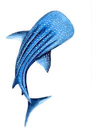 ORIGINAL PAINTING Whale Shark in watercolor 7"x10"(18x25cm) – Sea  Connection Art