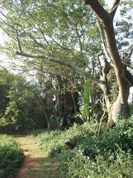 Image result for Vigna mildbraedii