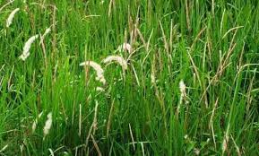 Contextual translation of jangan jadi seperti lilin into english. Syarat Tumbuh Tanaman Ilalang Ilmu Pertanian