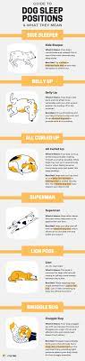 Dogs' sleeping positions can reveal a lot about their personality, health and how they are feeling. What S Up Google Search
