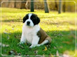 Saint Bernard Puppy For Sale In Ypsilanti Mi Adn 57283 On Puppyfinder Com Gender Male Age 9 Weeks Old St Bernard Puppy Saint Bernard Puppies For Sale