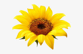 Free high resolution images sunflower isolated on white background, agriculture, isolated, white, vibrant, texture. Sunflower Clipart Png Image Sunflower On White Background Png Image Transparent Png Free Download On Seekpng