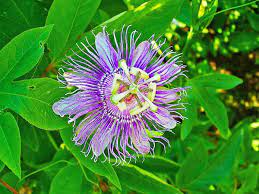 Passiflora Incarnata Maypop Is The Hardiest Of Passion Flowers Butterfly Plants Climbing Plants Butterfly Garden