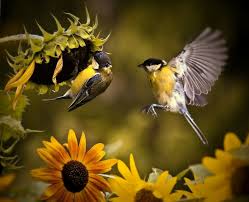 Look At The Birds Of The Air And The Flowers Of The Field Birds And Sunflowers Photo By Natalia Z Animals Beautiful Birds Sunflower