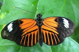 Information on butterfly house in st. Sophia M Sachs Butterfly House Stlparent Com